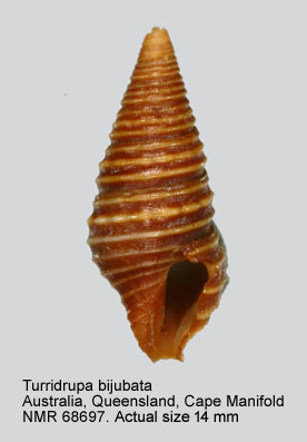Turridrupa bijubata.jpg - Turridrupa bijubata (Reeve,1843)